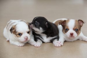 chihuahua-618459